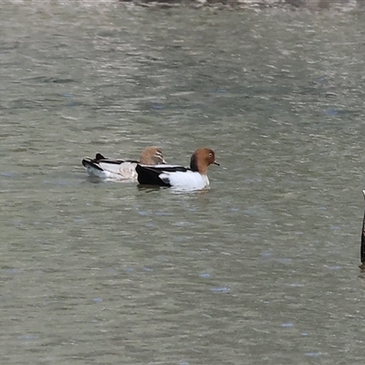 Chenonetta jubata (Australian Wood Duck) at Splitters Creek, NSW - 27 Sep 2024 by KylieWaldon