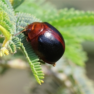 Dicranosterna immaculata (Acacia leaf beetle) at Wodonga, VIC - 28 Sep 2024 by KylieWaldon