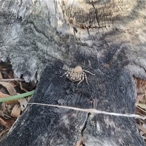 Neosparassus calligaster at Bungendore, NSW - suppressed