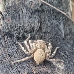 Neosparassus calligaster at Bungendore, NSW - suppressed