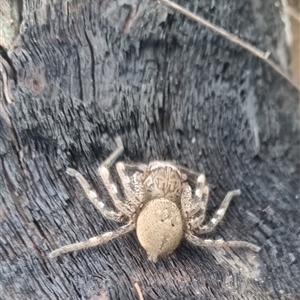 Neosparassus calligaster at Bungendore, NSW - suppressed