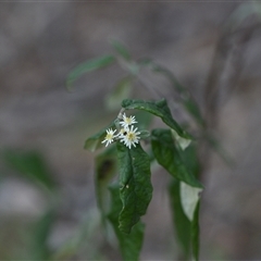 Olearia lirata (Snowy Daisybush) at Yarralumla, ACT - 24 Sep 2024 by Venture