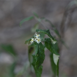 Olearia lirata at Yarralumla, ACT - 25 Sep 2024