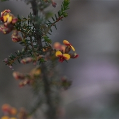 Dillwynia phylicoides (A Parrot-pea) at Yarralumla, ACT - 24 Sep 2024 by Venture