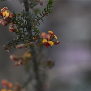 Dillwynia phylicoides at Yarralumla, ACT - 25 Sep 2024 07:47 AM