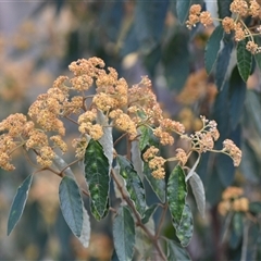 Pomaderris intermedia (Golden Pomaderris) at Yarralumla, ACT - 25 Sep 2024 by Venture
