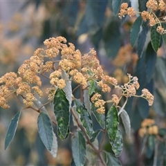 Pomaderris intermedia (Golden Pomaderris) at Yarralumla, ACT - 24 Sep 2024 by Venture