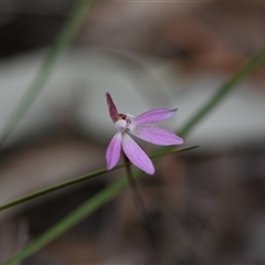 Caladenia fuscata (Dusky Fingers) at Yarralumla, ACT - 25 Sep 2024 by Venture