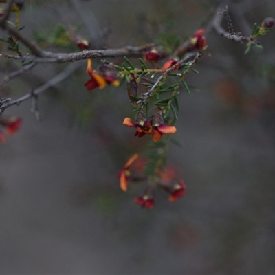 Dillwynia phylicoides (A Parrot-pea) at Yarralumla, ACT - 24 Sep 2024 by Venture