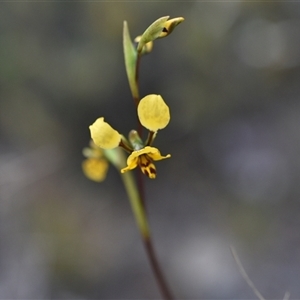 Diuris nigromontana at Yarralumla, ACT - 25 Sep 2024