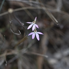 Caladenia carnea (Pink Fingers) at Yarralumla, ACT - 24 Sep 2024 by Venture