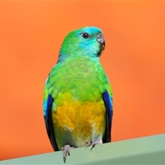 Psephotus haematonotus (Red-rumped Parrot) at Stirling, ACT - 28 Sep 2024 by Harrisi