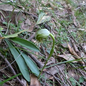 Pterostylis nutans at Wee Jasper, NSW - suppressed