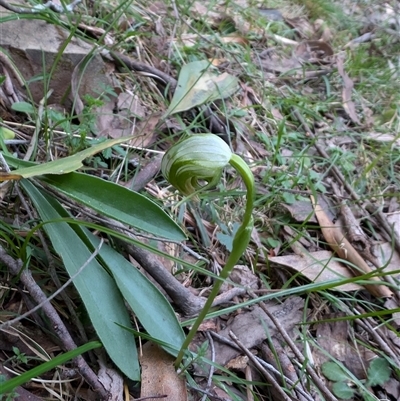 Pterostylis nutans (Nodding Greenhood) - 1 Jan 1900 by Wildlifewarrior80