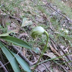 Pterostylis nutans at Wee Jasper, NSW - suppressed