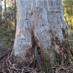 Eucalyptus dalrympleana (Mountain Gum) at Wee Jasper, NSW - 28 Sep 2024 by Wildlifewarrior80