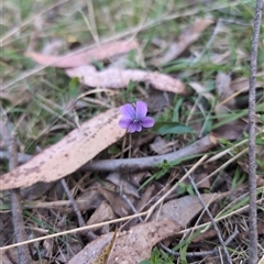 Viola betonicifolia subsp. betonicifolia (Arrow-Leaved Violet) at Wee Jasper, NSW - 28 Sep 2024 by Wildlifewarrior80