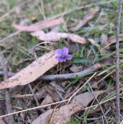 Viola betonicifolia subsp. betonicifolia (Arrow-Leaved Violet) at Wee Jasper, NSW - 28 Sep 2024 by Wildlifewarrior80