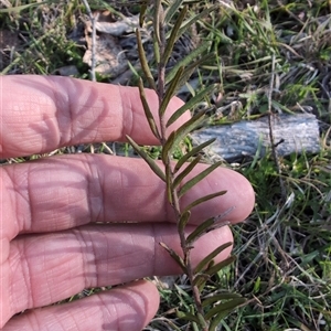 Grevillea sp. at Wee Jasper, NSW - 28 Sep 2024