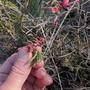 Grevillea sp. at Wee Jasper, NSW - 28 Sep 2024