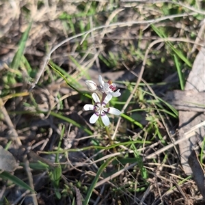 Wurmbea dioica subsp. dioica at Wee Jasper, NSW - 28 Sep 2024