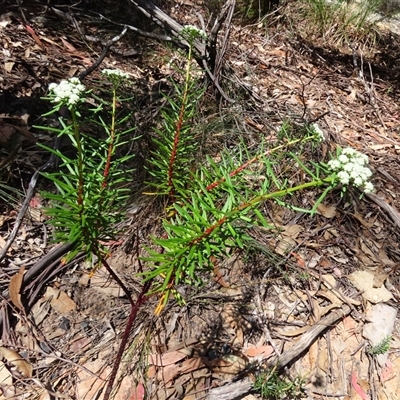 Poranthera corymbosa (Clustered Poranthera) at Growee, NSW - 15 Sep 2024 by poppyde