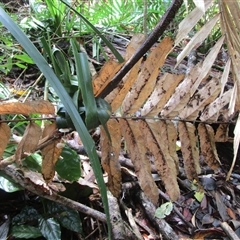Hicksbeachia pilosa at suppressed - suppressed