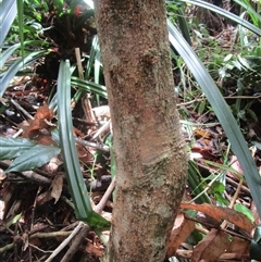 Hicksbeachia pilosa at suppressed - suppressed