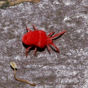 Trombidiidae (family) at Acton, ACT - 25 Aug 2024 12:05 PM