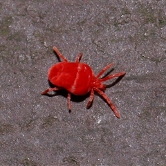 Trombidiidae (family) at Acton, ACT - 25 Aug 2024 12:05 PM