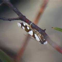 Oxythecta alternella (A Concealer moth) at Bundanoon, NSW - 17 Sep 2024 by Curiosity