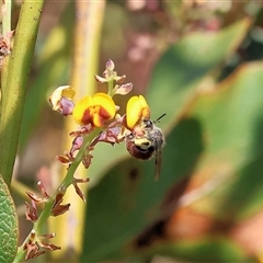 Unidentified Bee (Hymenoptera, Apiformes) at Wodonga, VIC - 28 Sep 2024 by KylieWaldon