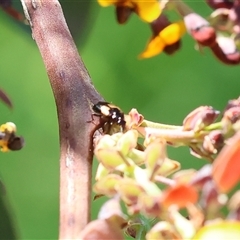 Sarothrocrepis civica (An arboreal 'ground' beetle) at Wodonga, VIC - 28 Sep 2024 by KylieWaldon