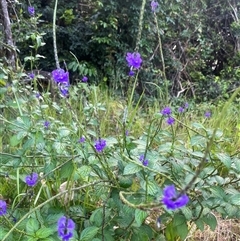 Stachytarpheta cayennensis (dark-blue snakeweed, cayenne snakeweed) at Wongaling Beach, QLD - 29 Sep 2024 by courtneyb