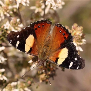 Vanessa itea at Gundaroo, NSW - 28 Sep 2024