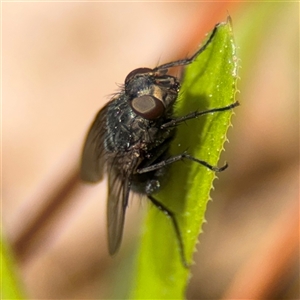 Calyptrate (subsection) at Braddon, ACT - 28 Sep 2024 11:44 AM