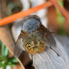 Calliphora stygia (Brown blowfly or Brown bomber) at Braddon, ACT - 28 Sep 2024 by Hejor1