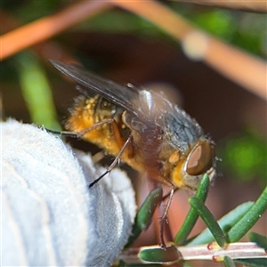 Calliphora stygia at Braddon, ACT - 28 Sep 2024 11:47 AM