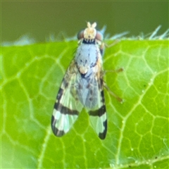 Sphenella ruficeps (Senecio Flower Galler Fruit Fly) at Braddon, ACT - 28 Sep 2024 by Hejor1