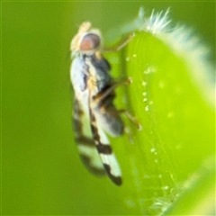 Sphenella ruficeps at Braddon, ACT - 28 Sep 2024