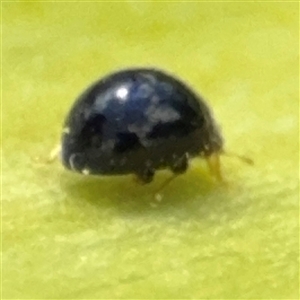 Coccinellidae (family) at Braddon, ACT - 28 Sep 2024