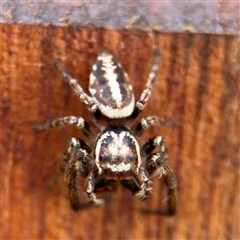 Opisthoncus serratofasciatus (Chevronned jumper) at Braddon, ACT - 28 Sep 2024 by Hejor1