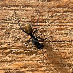 Camponotus aeneopilosus (A Golden-tailed sugar ant) at Braddon, ACT - 28 Sep 2024 by Hejor1