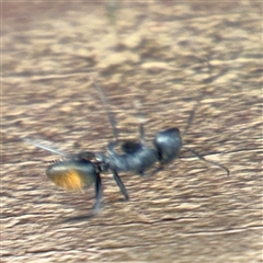 Camponotus aeneopilosus at Braddon, ACT - 28 Sep 2024