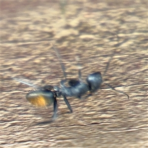 Camponotus aeneopilosus at Braddon, ACT - 28 Sep 2024