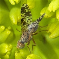 Austrotephritis poenia at Braddon, ACT - 28 Sep 2024