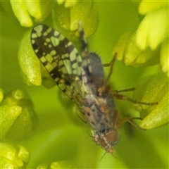 Austrotephritis poenia at Braddon, ACT - 28 Sep 2024