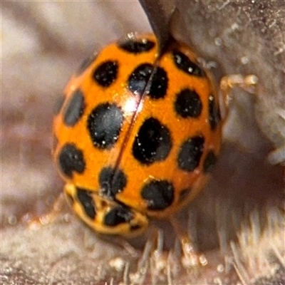 Harmonia conformis (Common Spotted Ladybird) at Braddon, ACT - 28 Sep 2024 by Hejor1