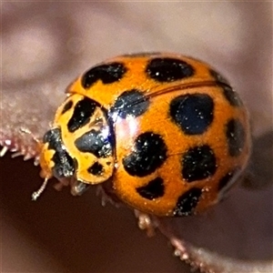 Harmonia conformis at Braddon, ACT - 28 Sep 2024 12:32 PM