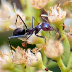 Iridomyrmex purpureus at Braddon, ACT - 28 Sep 2024